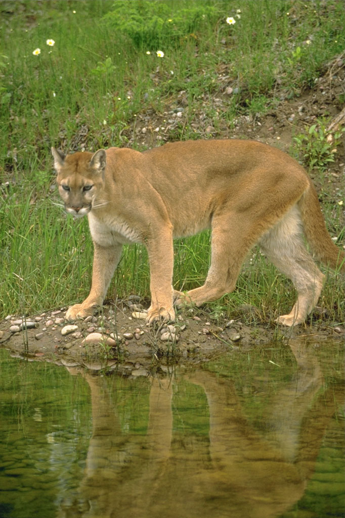 lioness1.jpg
