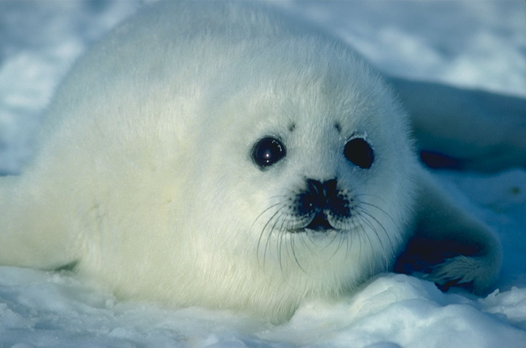 seal01.jpg