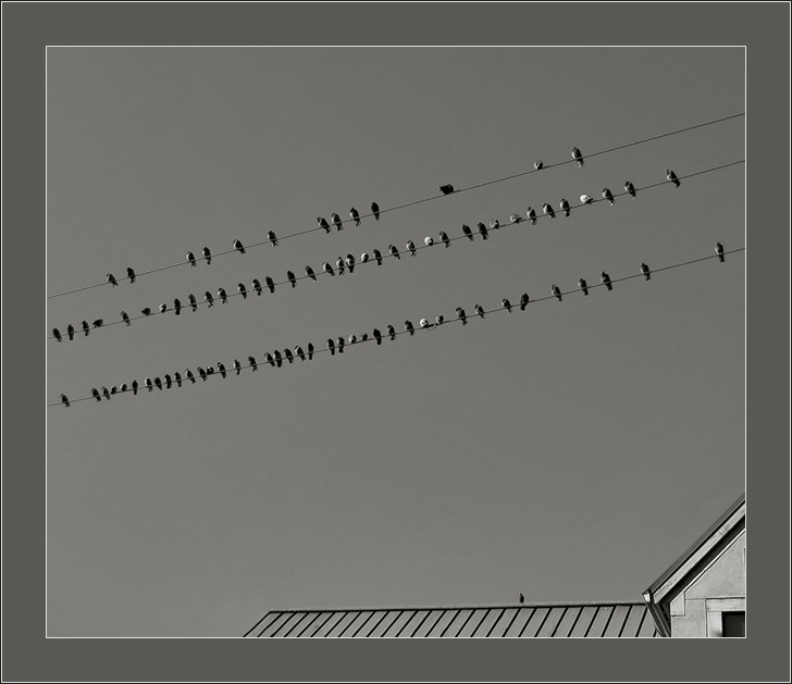 Особое мнение.jpg