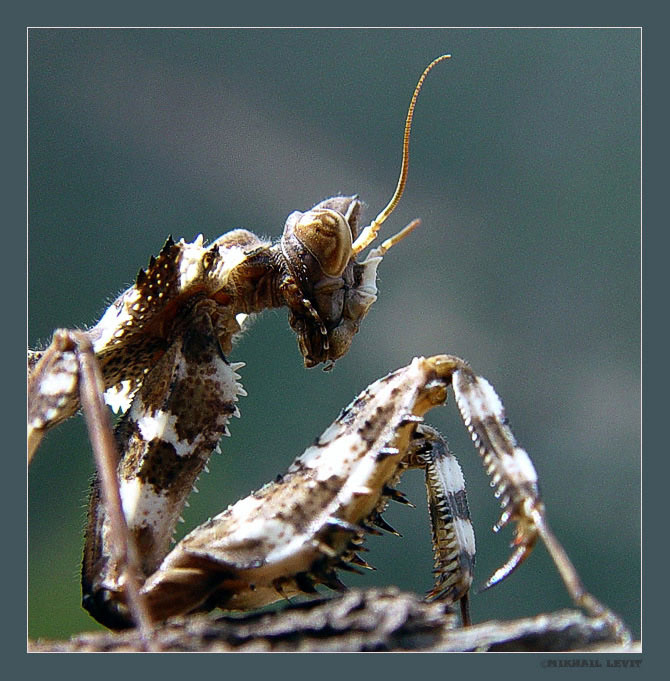 Уставший пилигрим.jpg