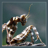 Уставший пилигрим.jpg